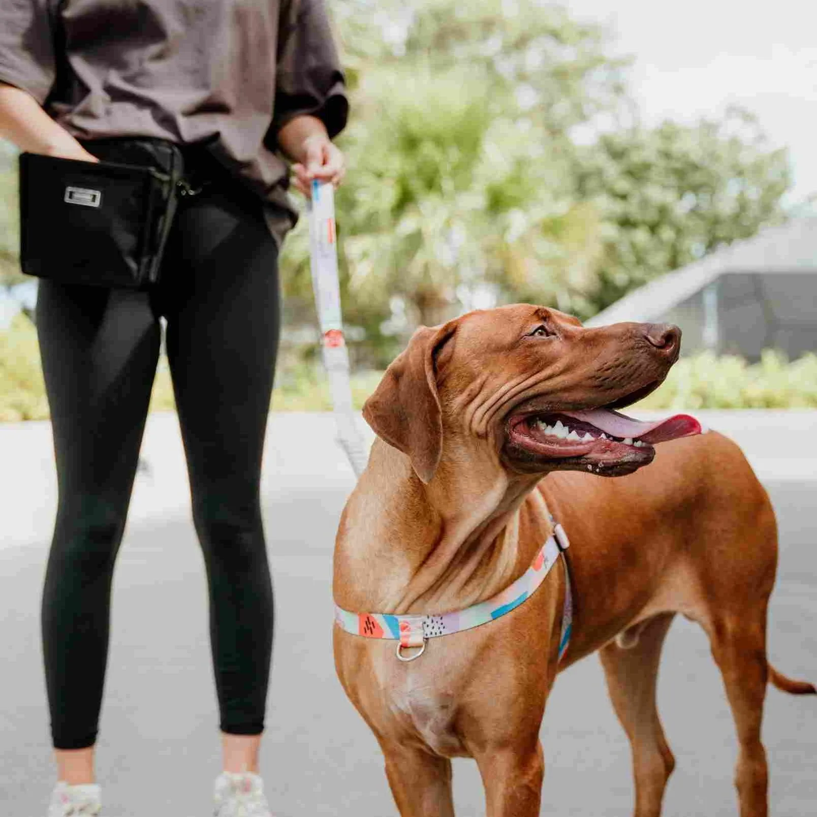 [Consolidated] OG No-Pull Training Harness