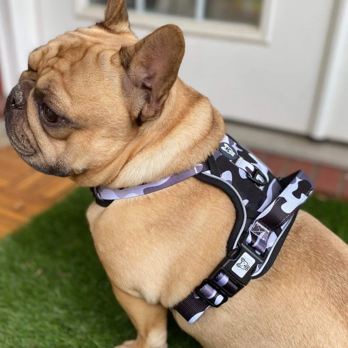 Cool Camo No Pull Harness Bundle