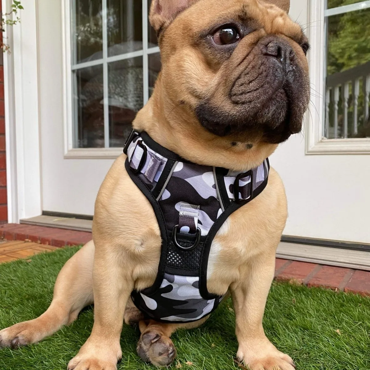 Cool Camo No Pull Harness Bundle