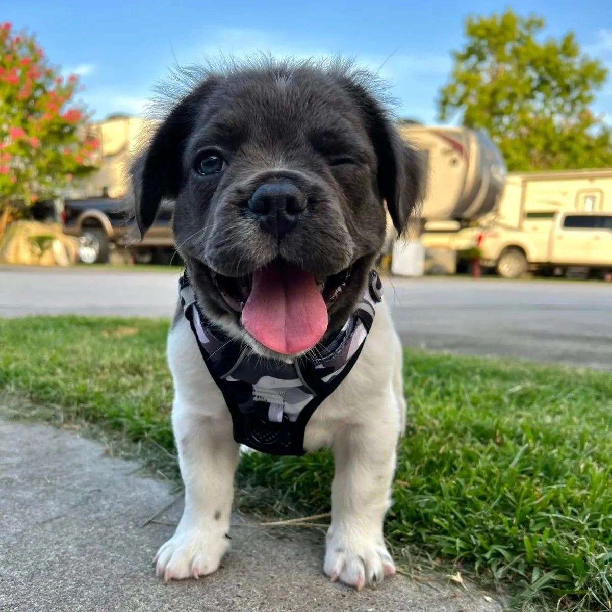 Cool Camo No Pull Harness Bundle