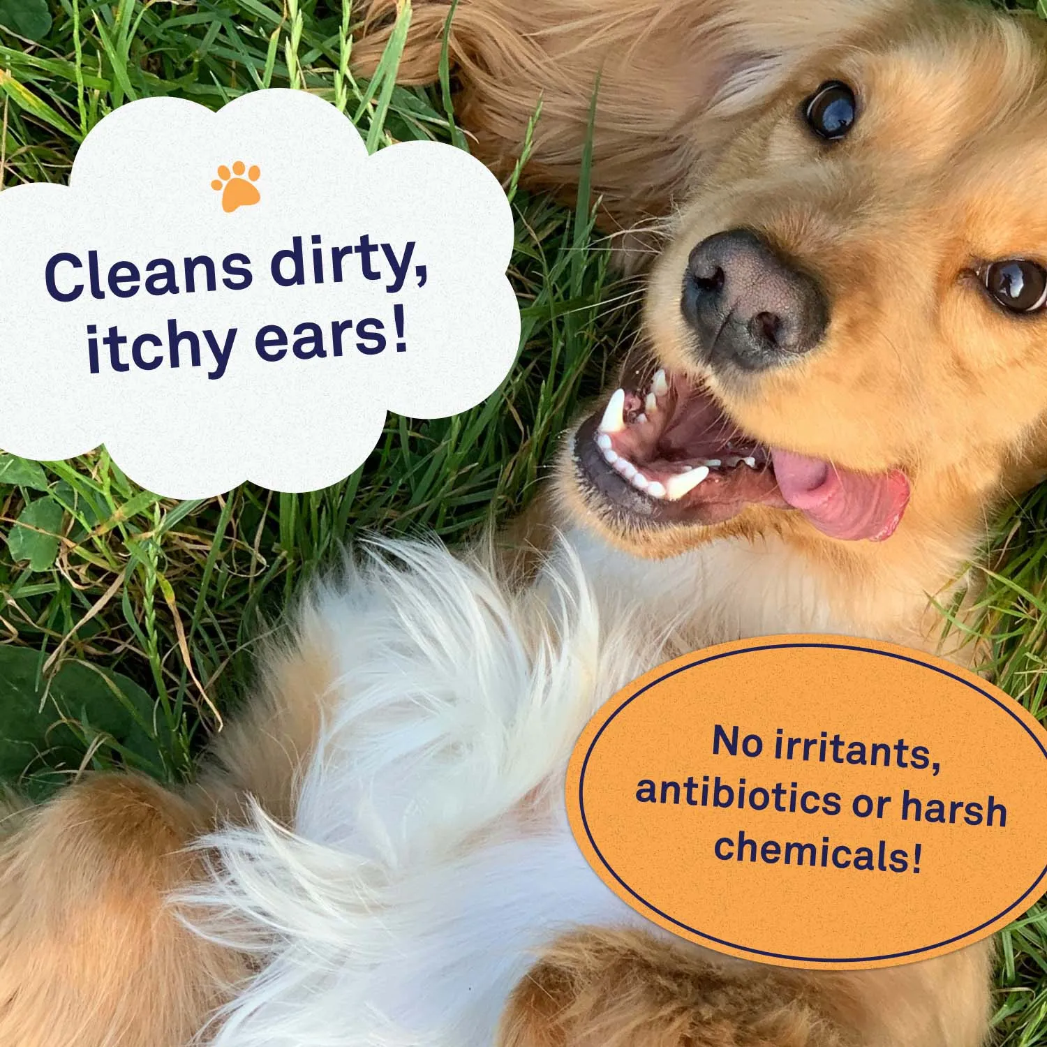 Dog Ear Wipes - Large