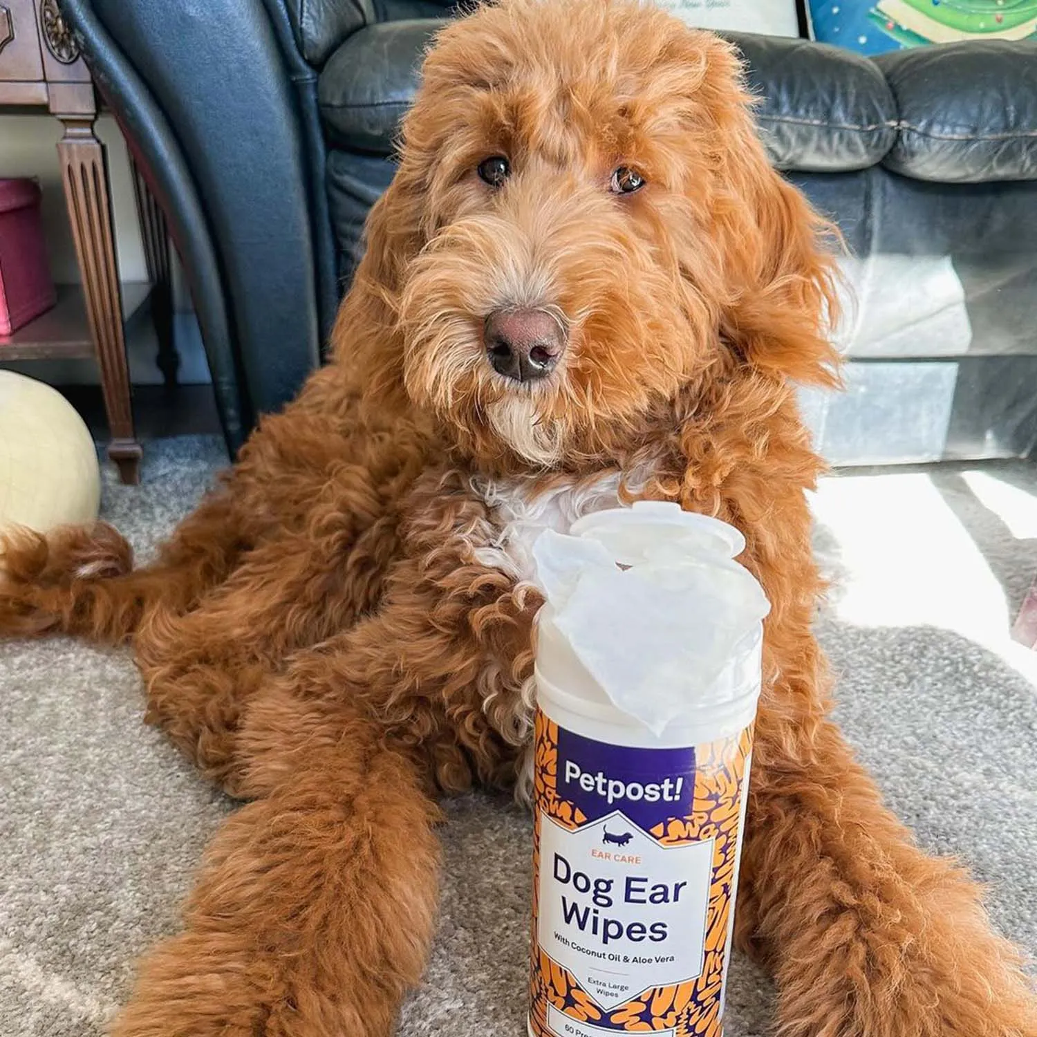Dog Ear Wipes - Large