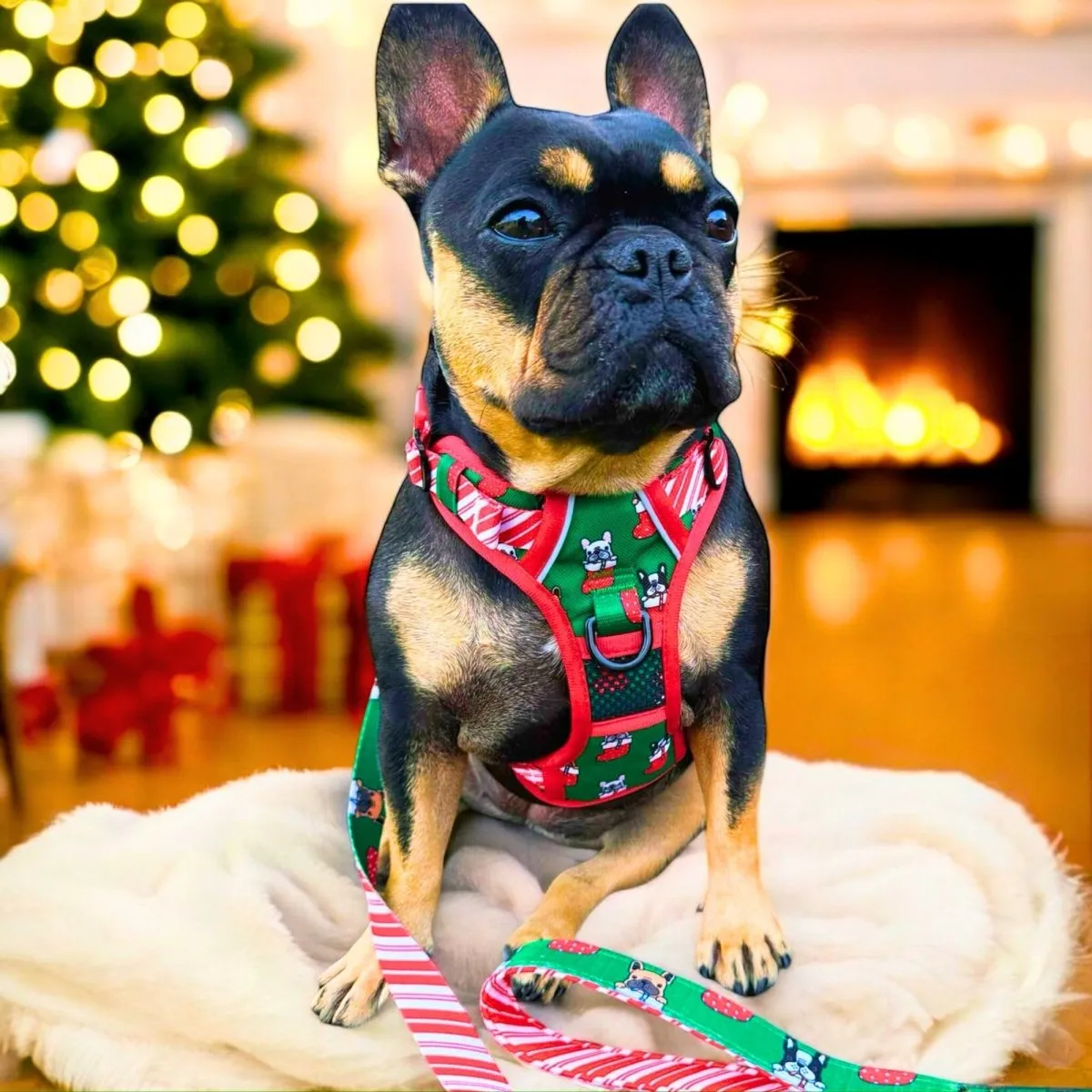 Festive Frenchies No Pull Harness Bundle