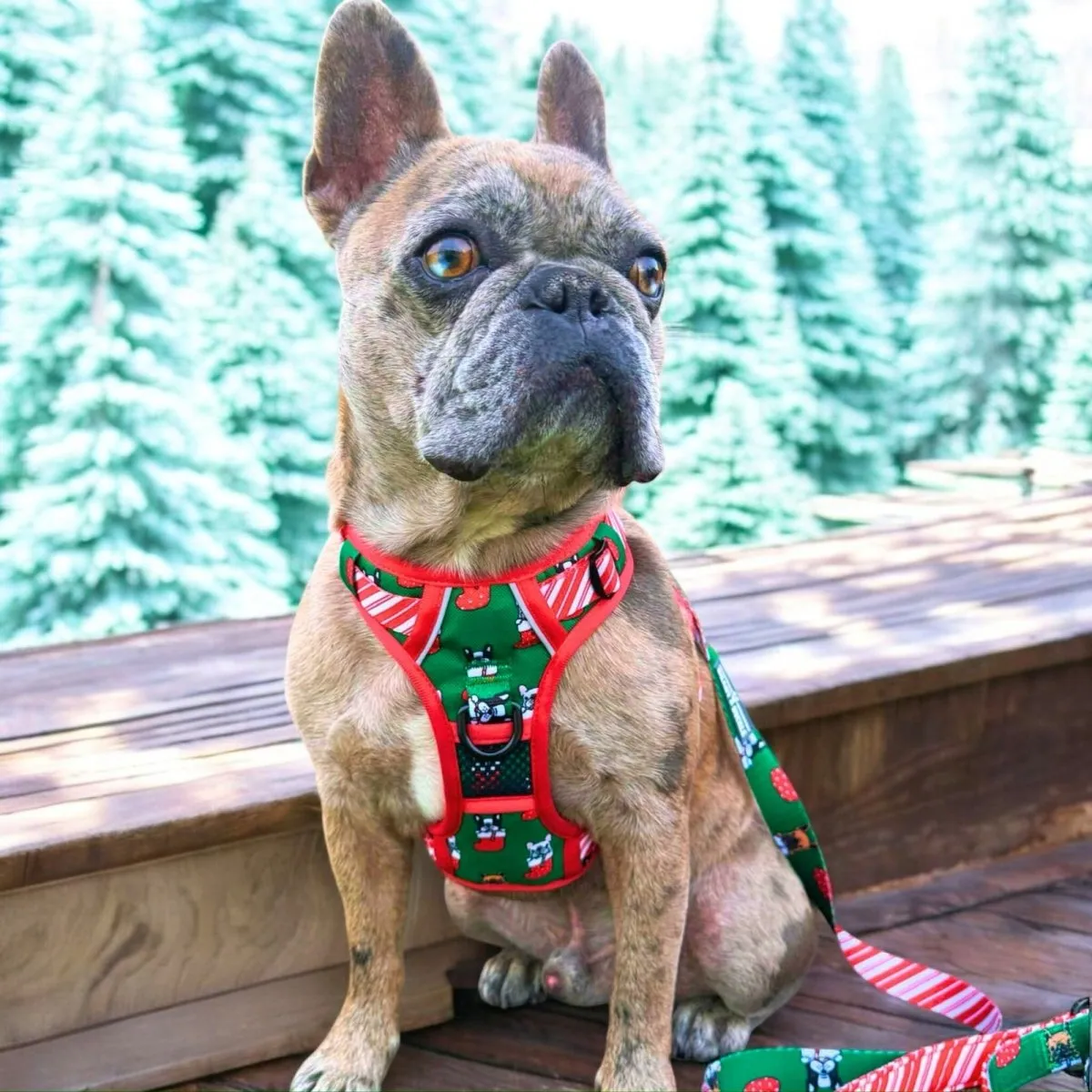 Festive Frenchies No Pull Harness Bundle