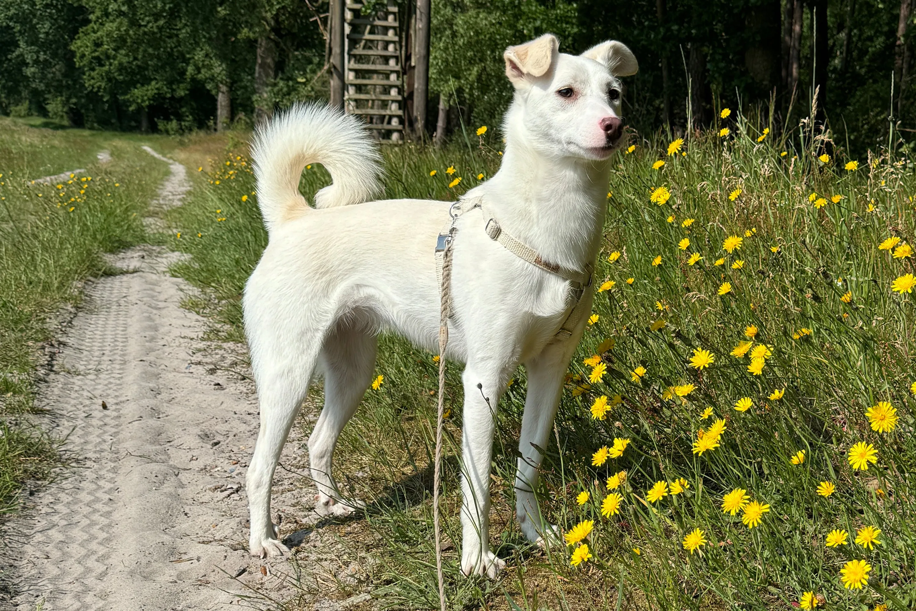 H Style Dog Harness Natural Hemp