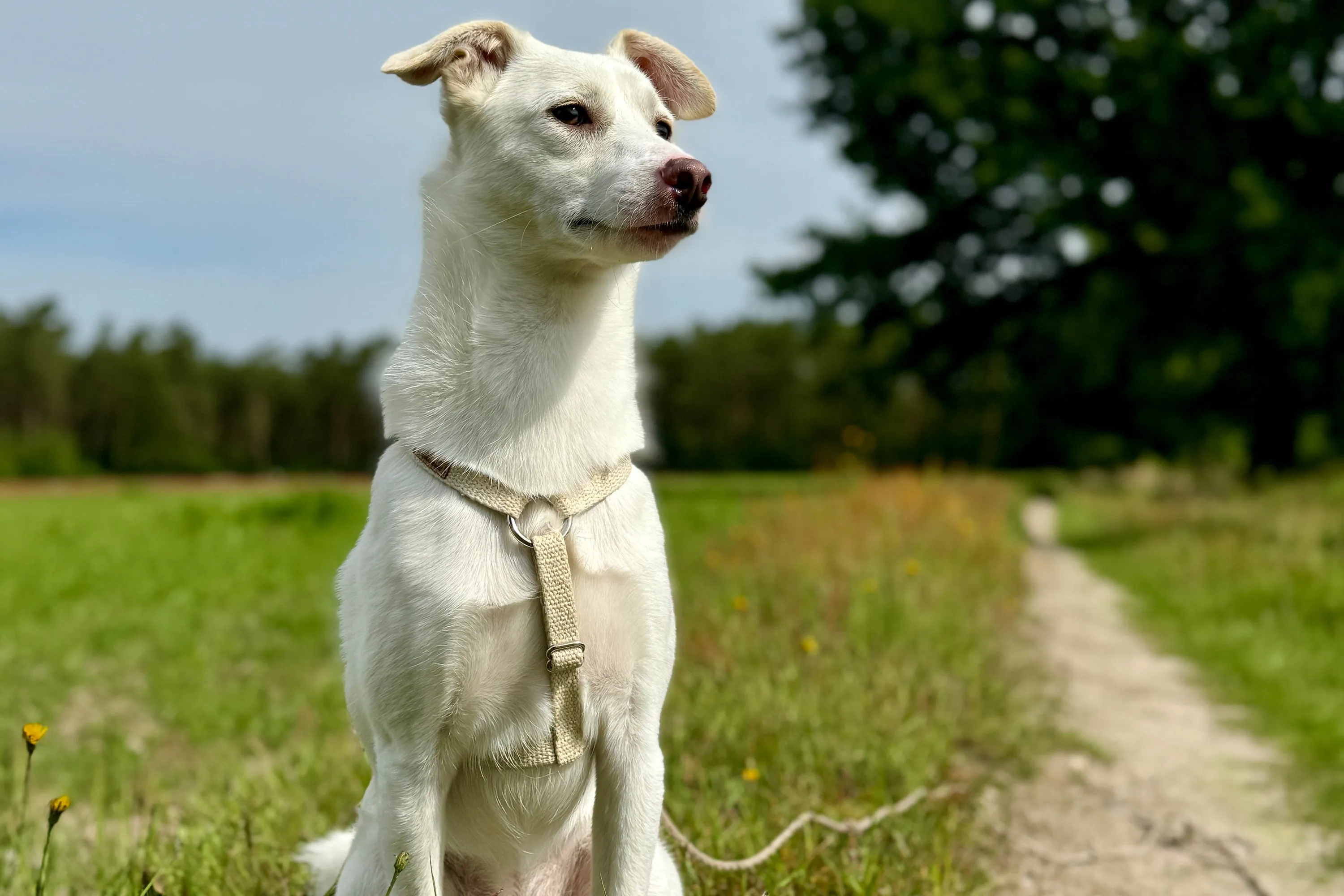 H Style Dog Harness Natural Hemp