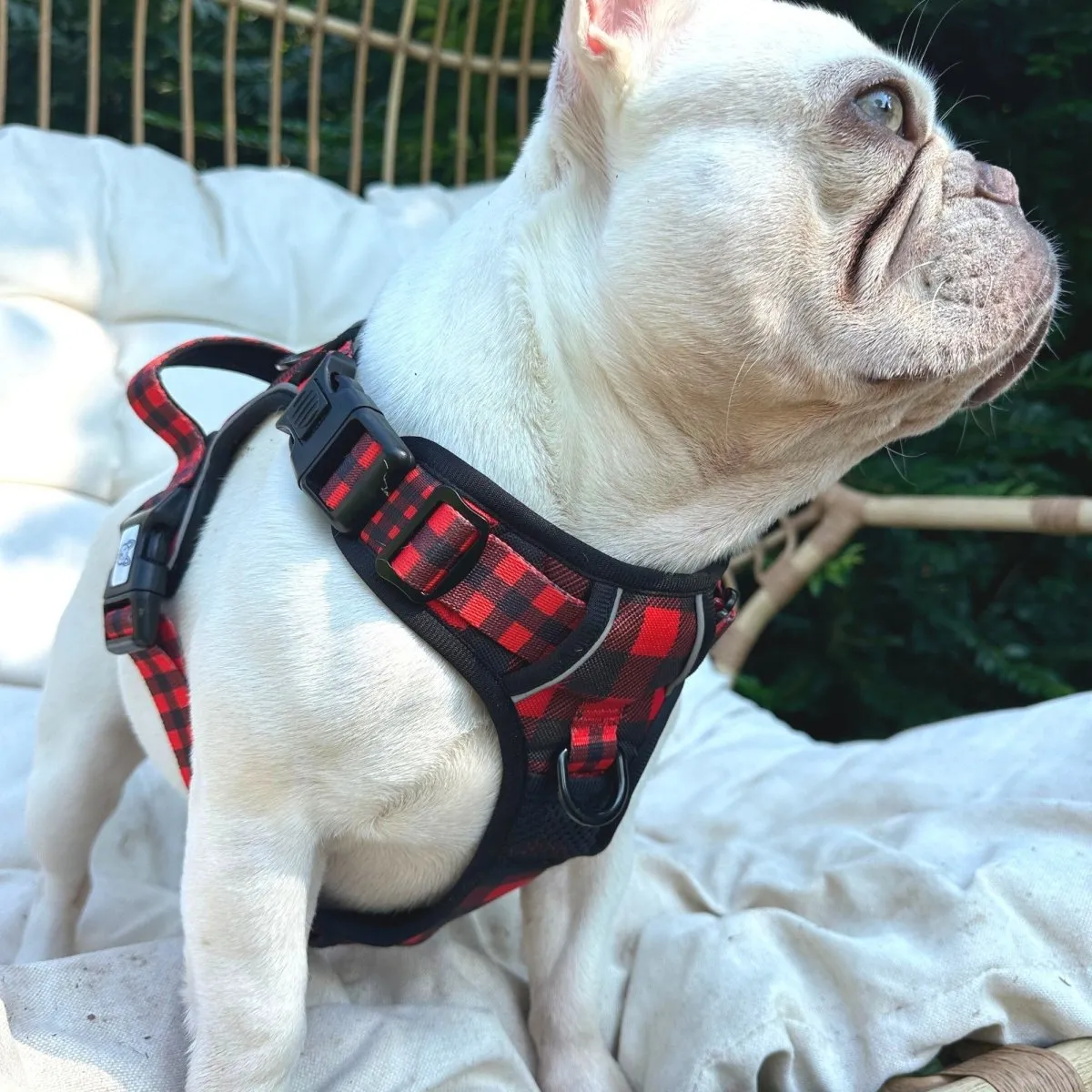 Lumberjack Plaid No Pull Harness Bundle