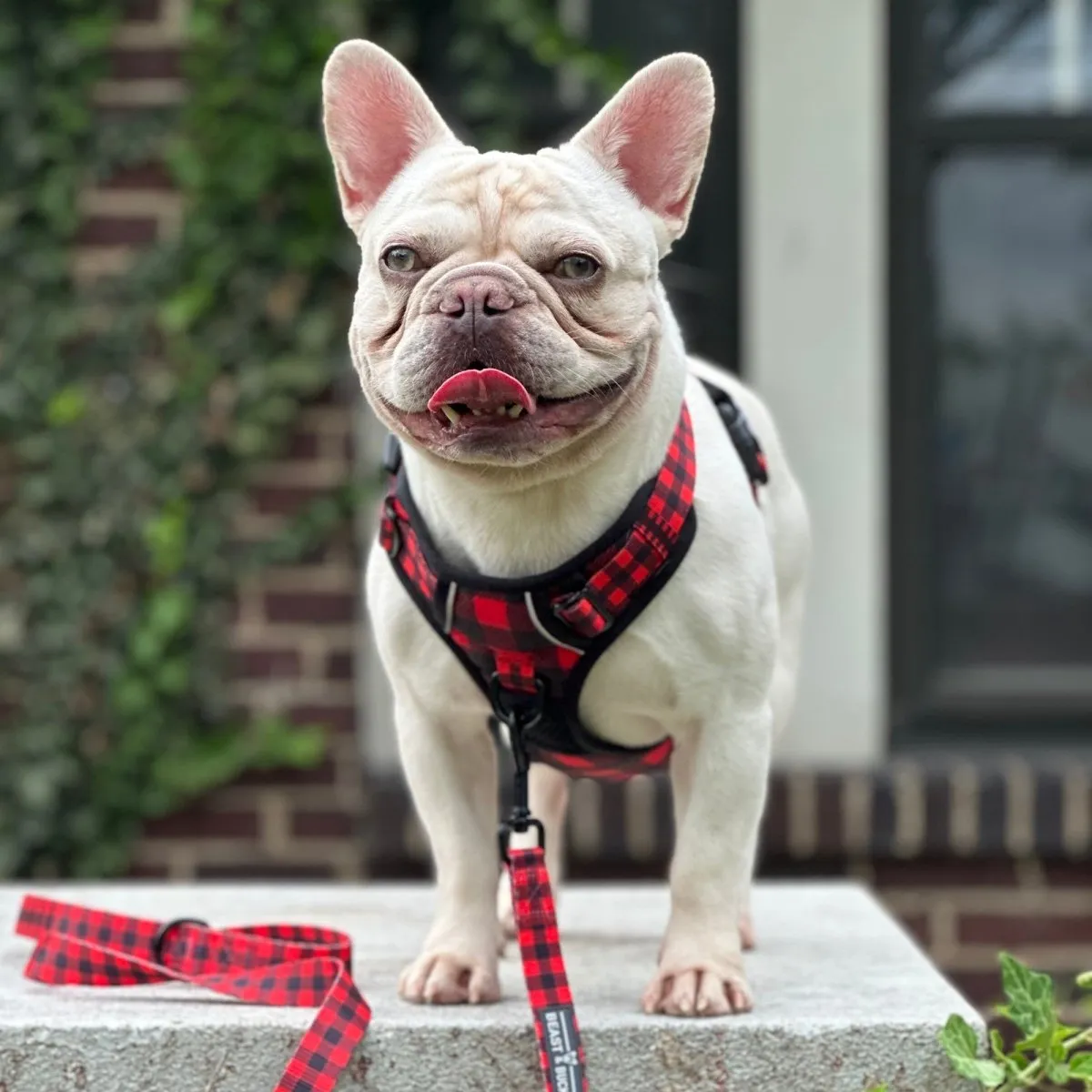 Lumberjack Plaid No Pull Harness Bundle