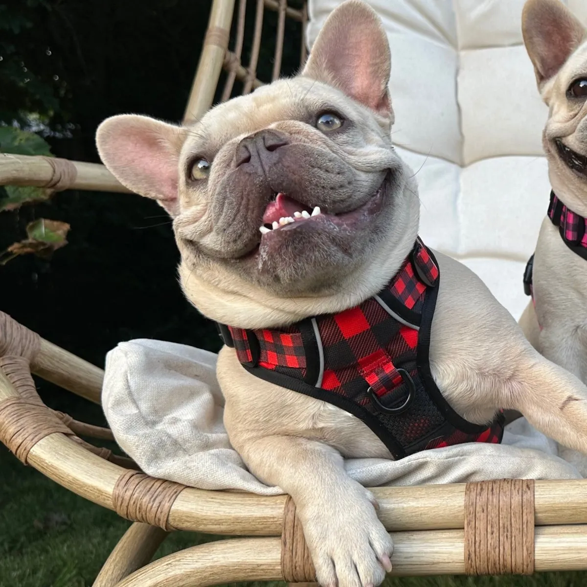 Lumberjack Plaid No Pull Harness Bundle