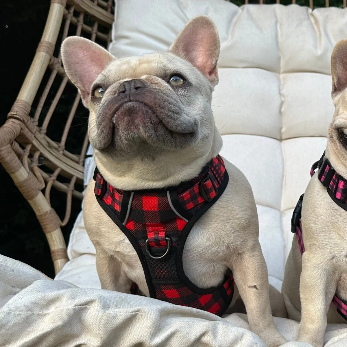Lumberjack Plaid No Pull Harness Bundle