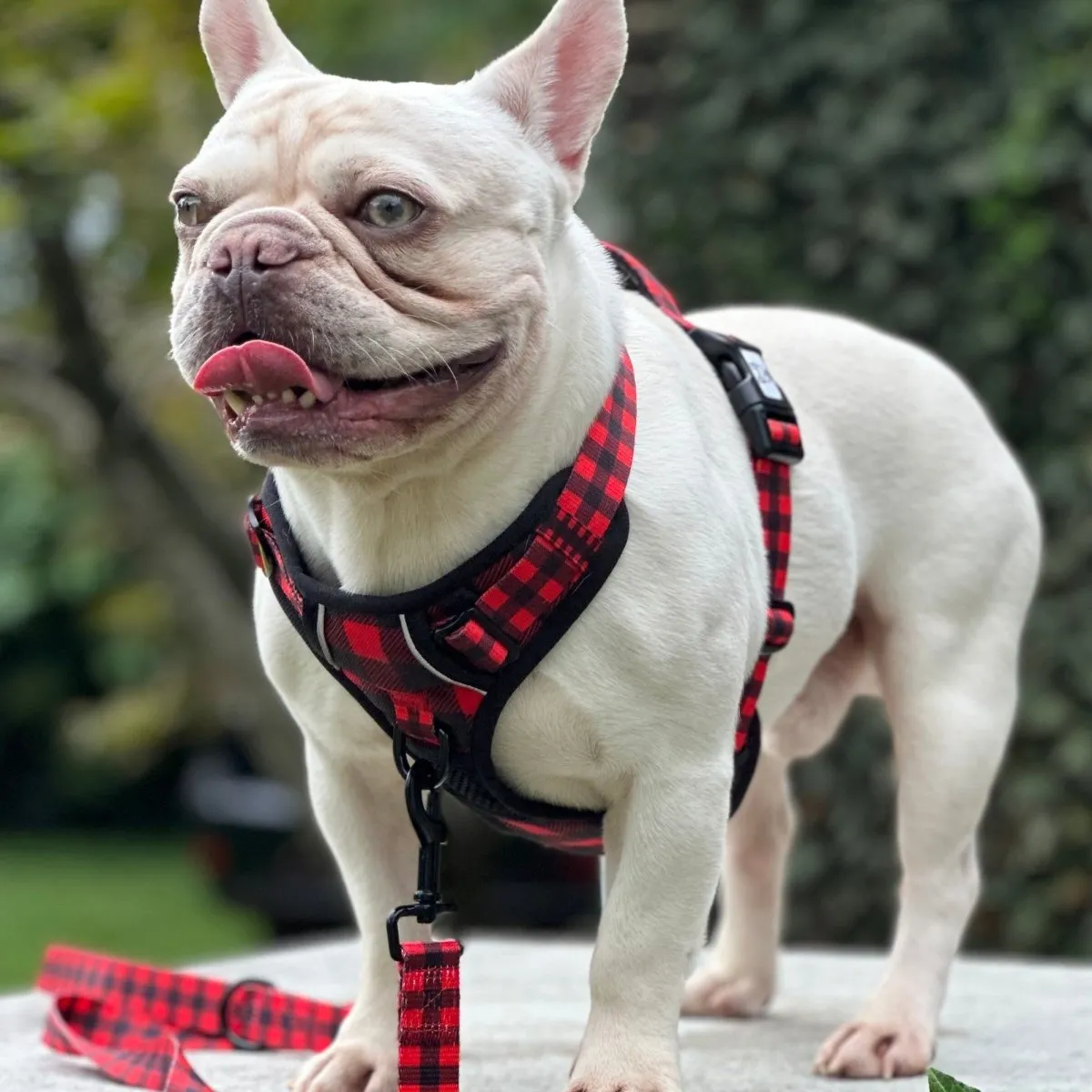 Lumberjack Plaid No Pull Harness Bundle