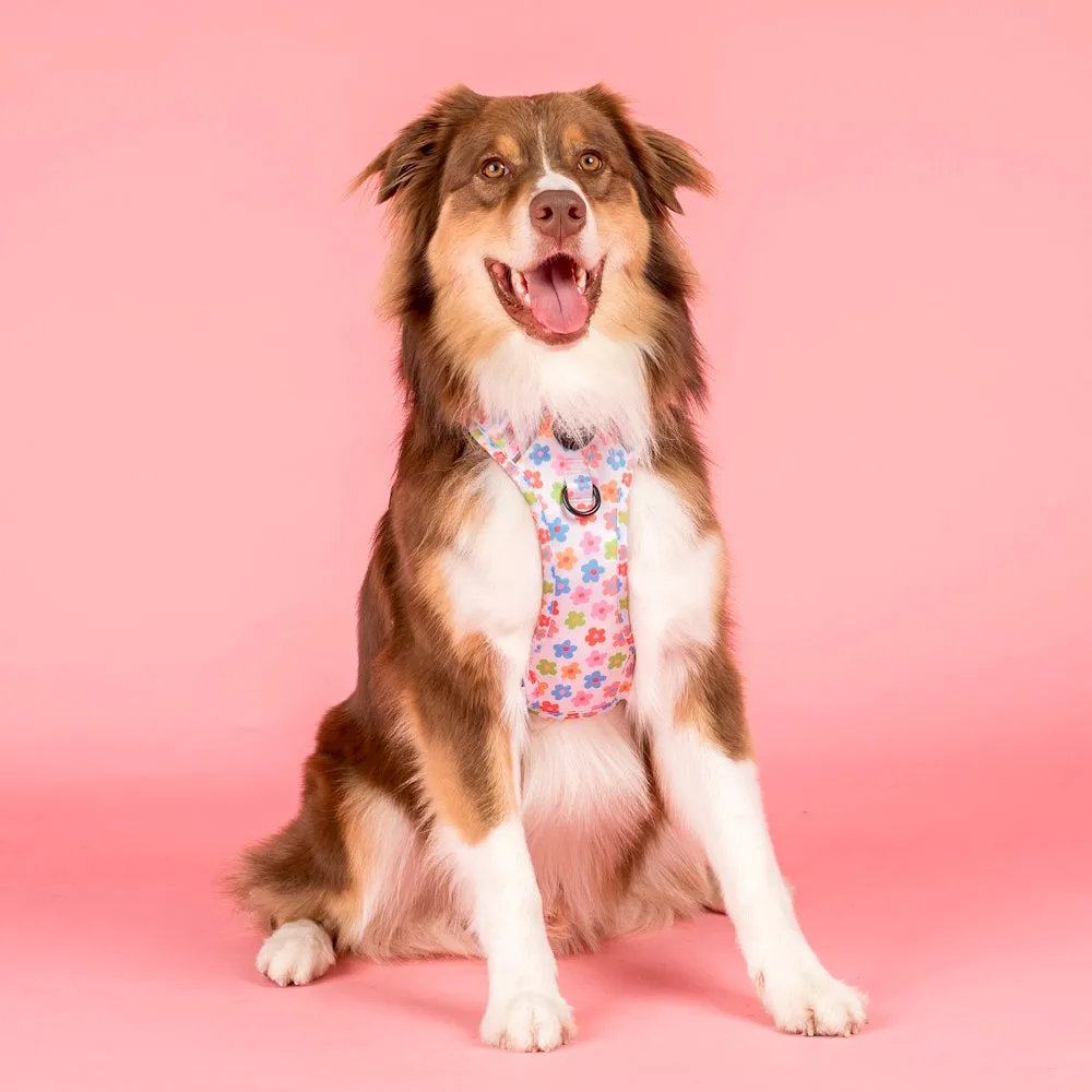 Pablo & Co Posey No Pull Harness