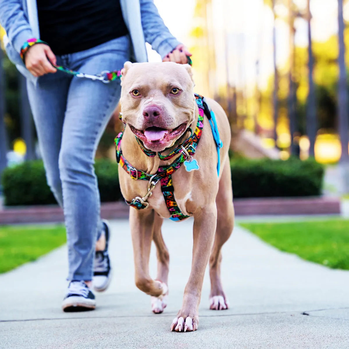 Paper Flags EarthStyle Freedom No-Pull Dog Harness