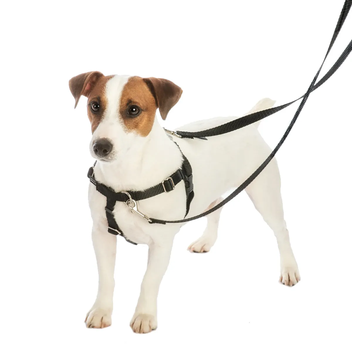 Paper Flags EarthStyle Freedom No-Pull Dog Harness