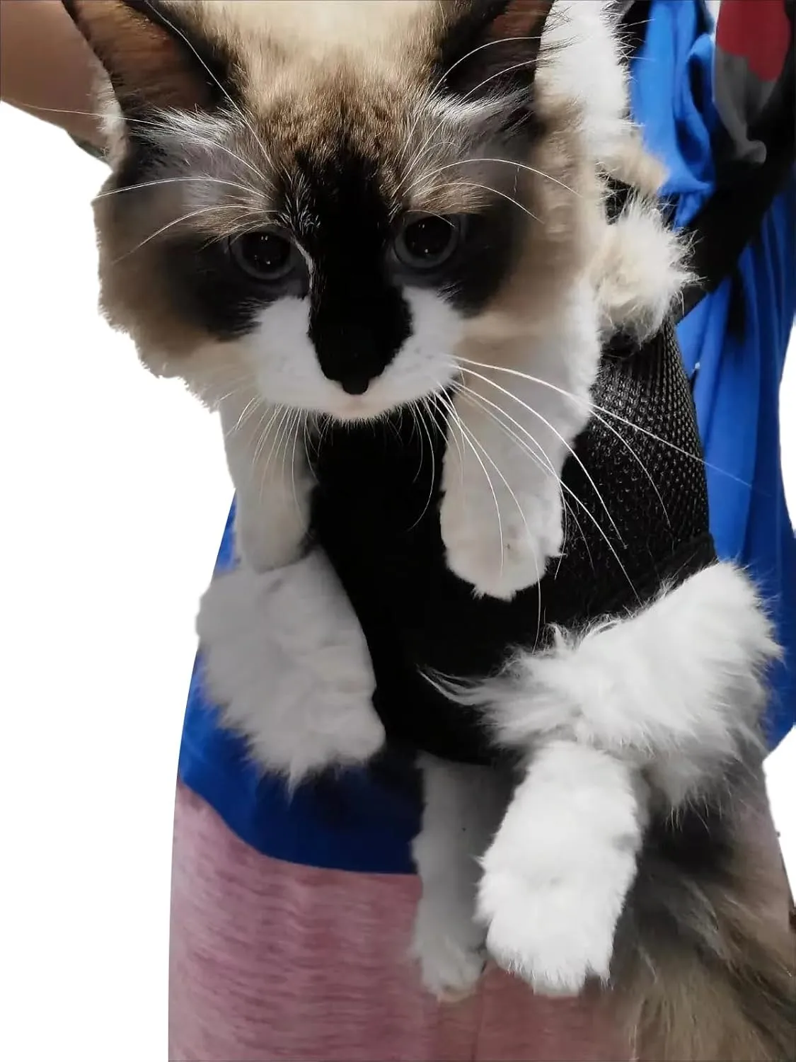 Pet Carrier Backpack - Adjustable Pet Front Cat Dog Carrier Backpack Travel Bag,Legs Out,Easy-Fit for Traveling Hiking Camping for Small Medium Dogs (Black, Large)