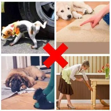 Pet Potty Training Aid