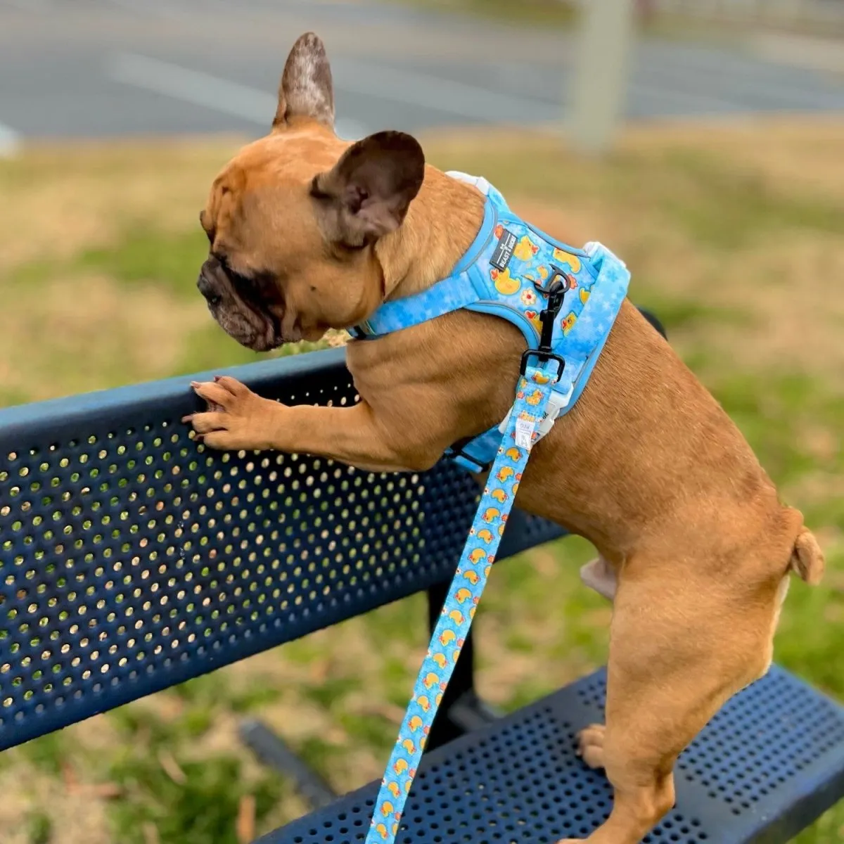 Rubber Ducky No Pull Harness Bundle