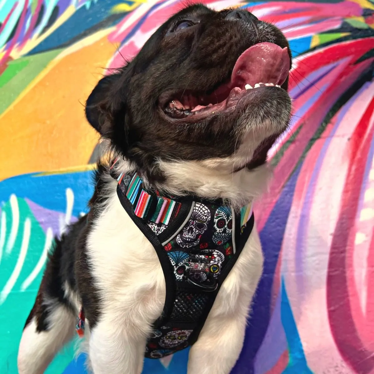 Sugar Skulls No Pull Harness Bundle