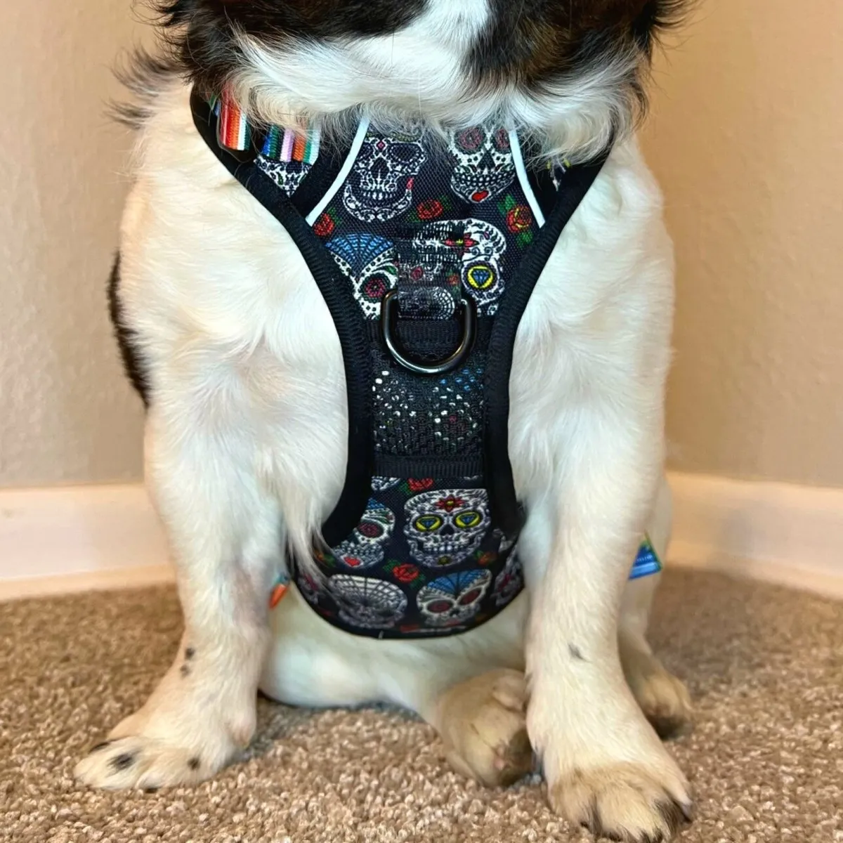 Sugar Skulls No Pull Harness Bundle
