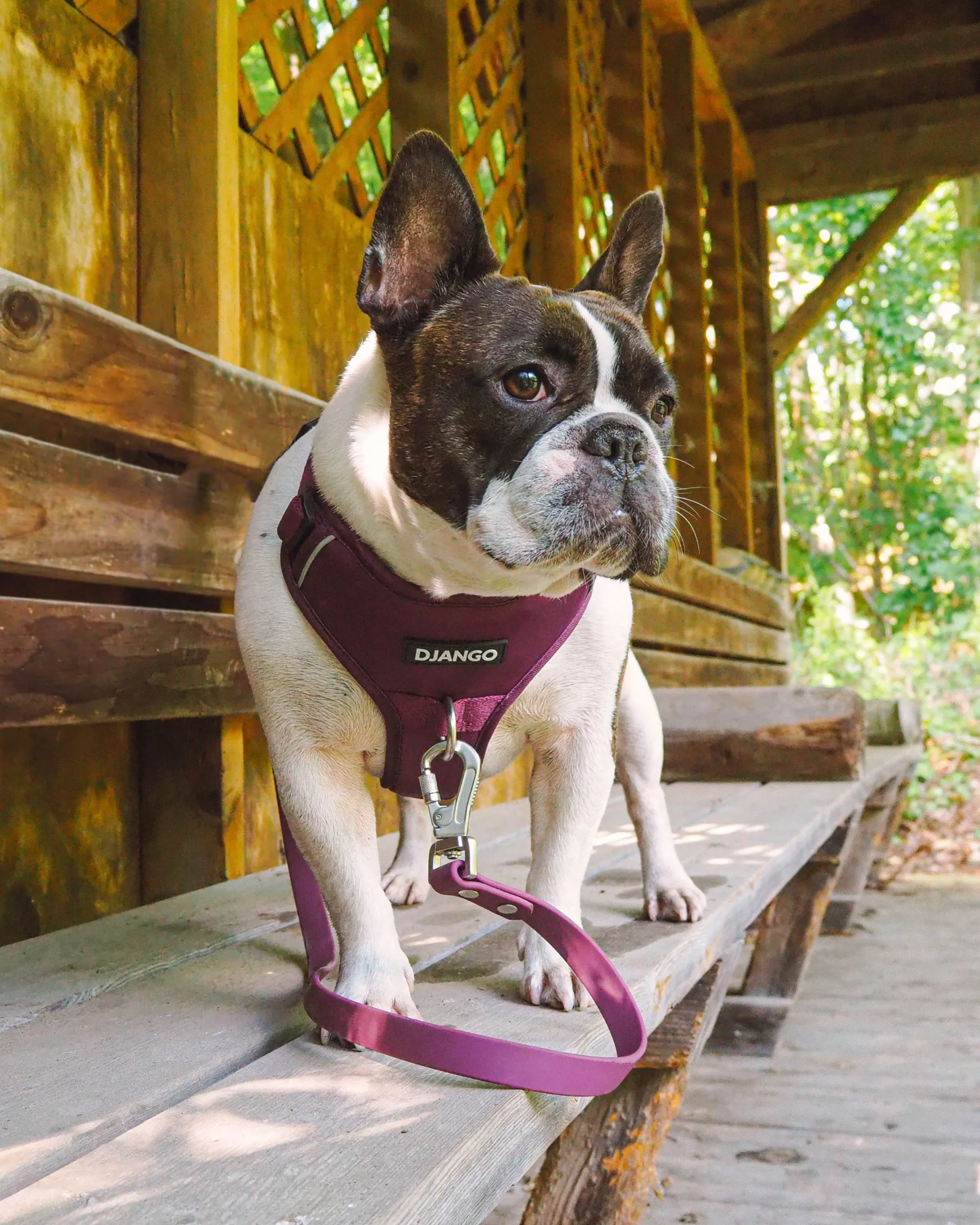 Tahoe No Pull Dog Harness