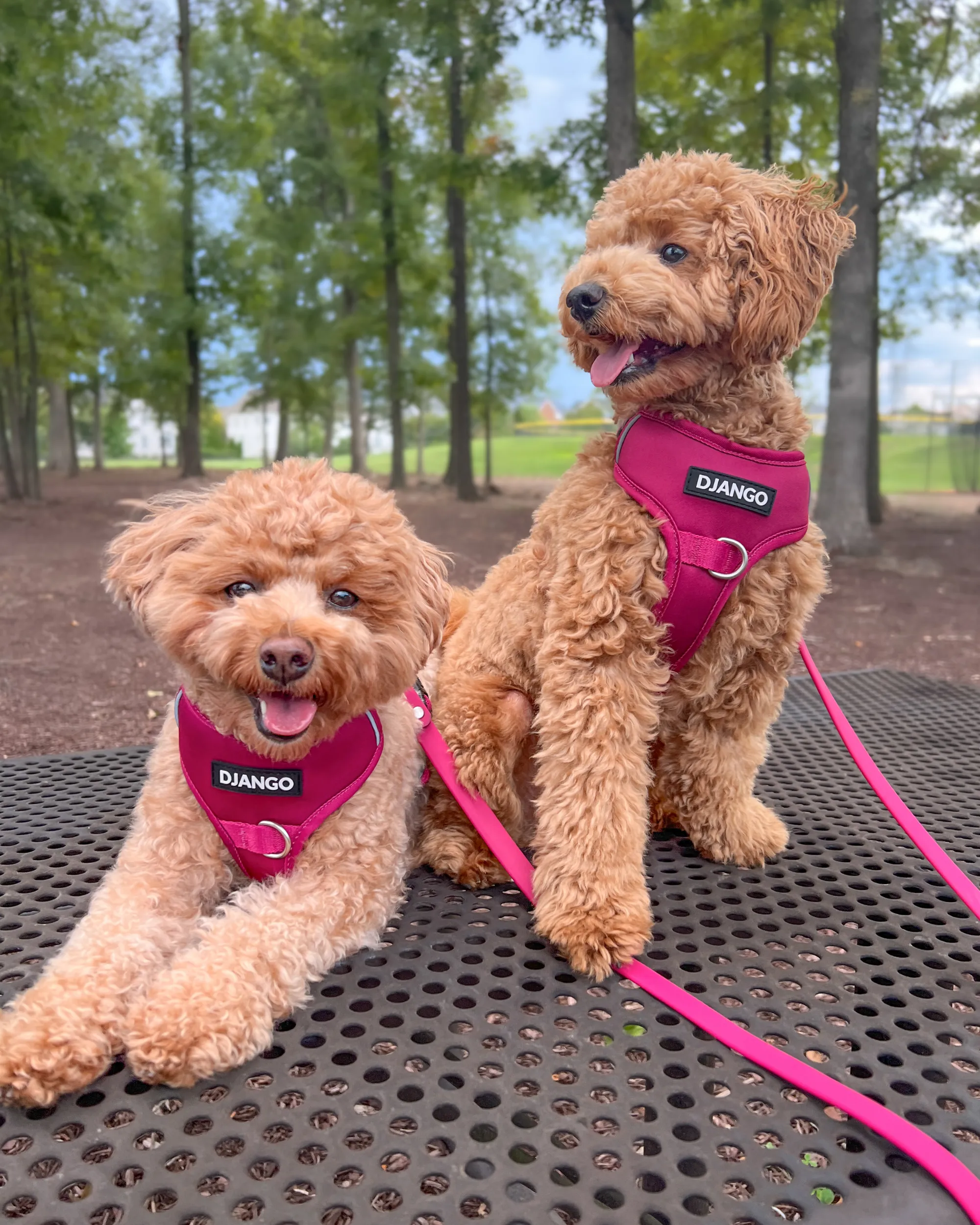 Tahoe No Pull Dog Harness
