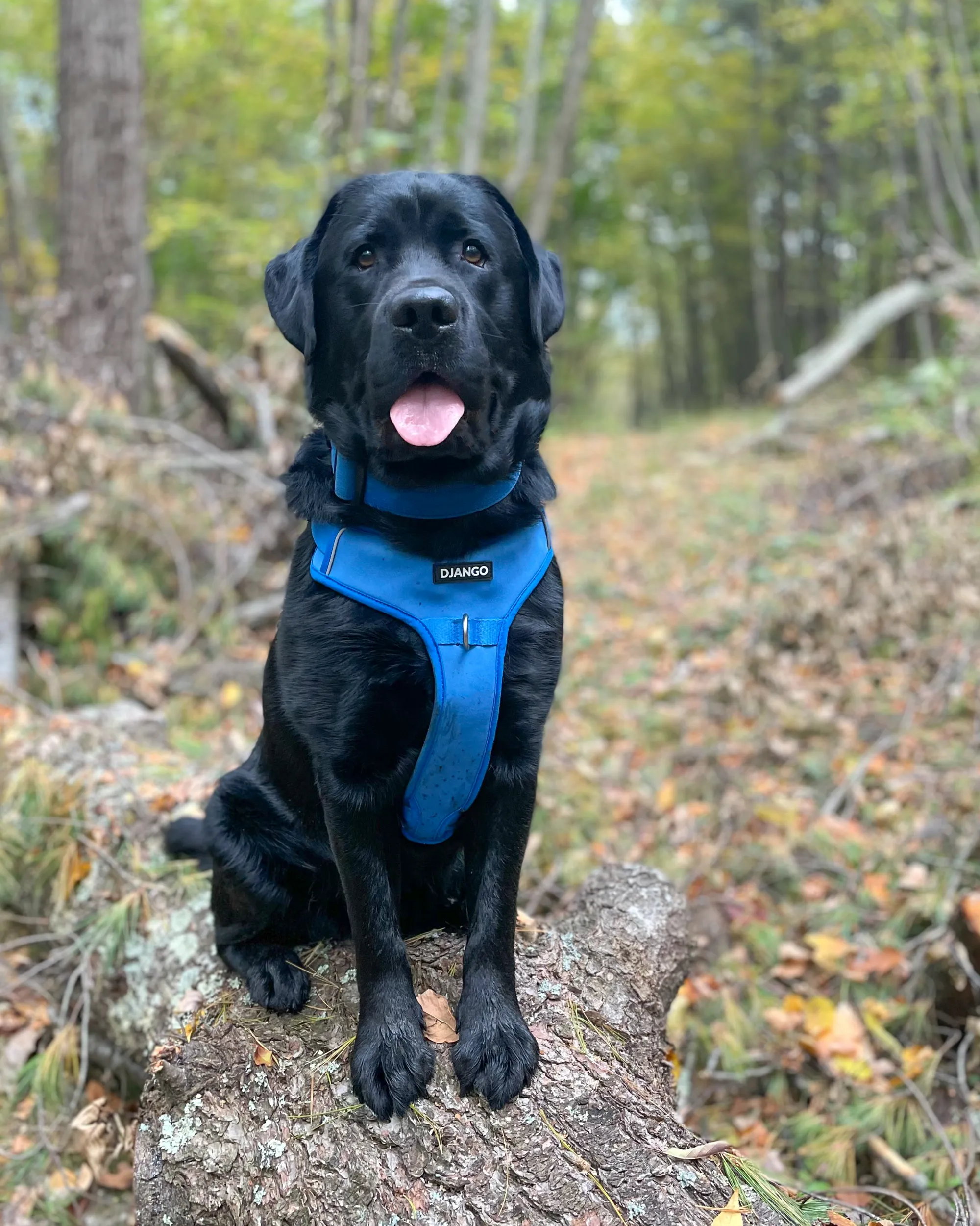 Tahoe No Pull Dog Harness