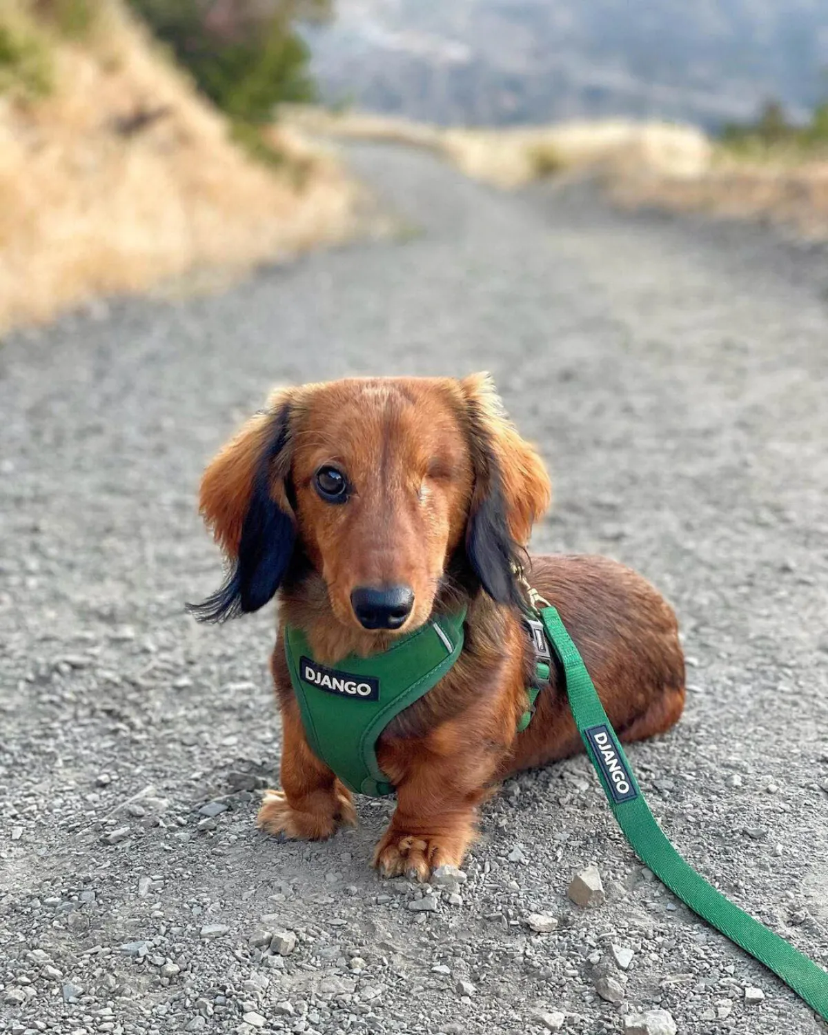 Tahoe No Pull Dog Harness