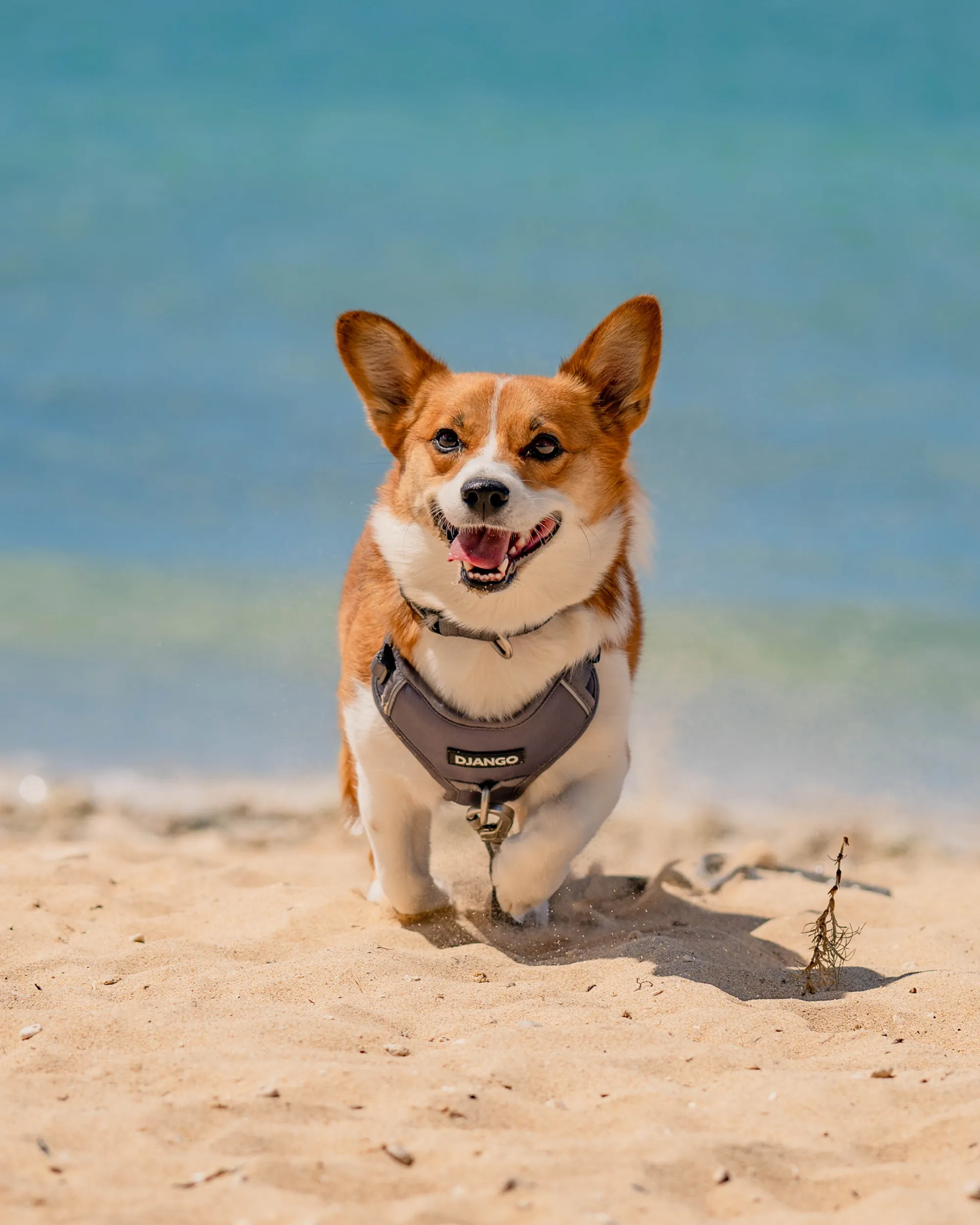 Tahoe No Pull Dog Harness