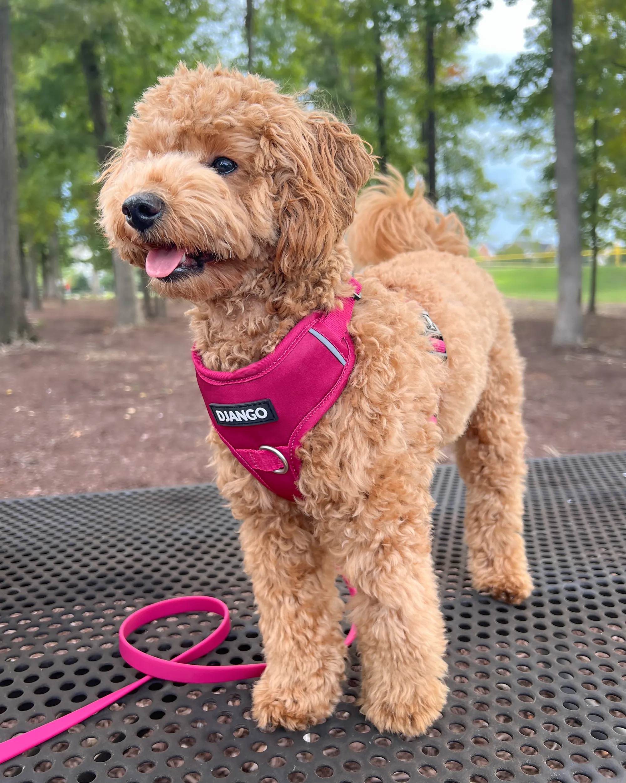Tahoe No Pull Dog Harness