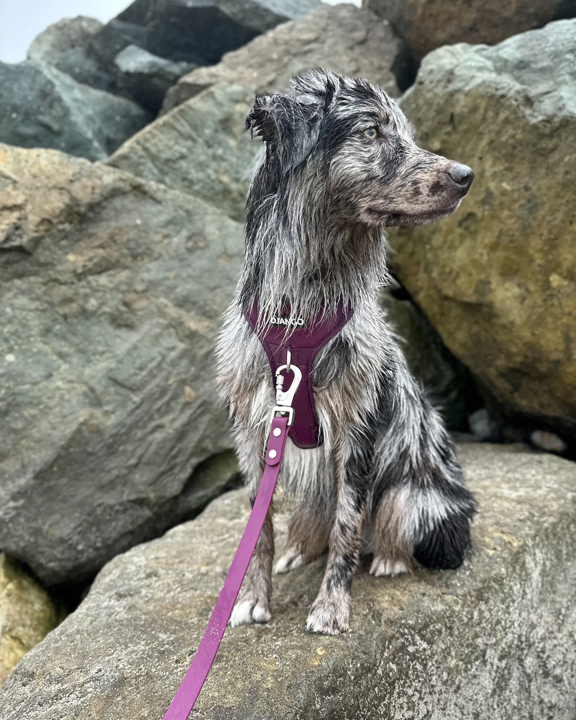 Tahoe No Pull Dog Harness