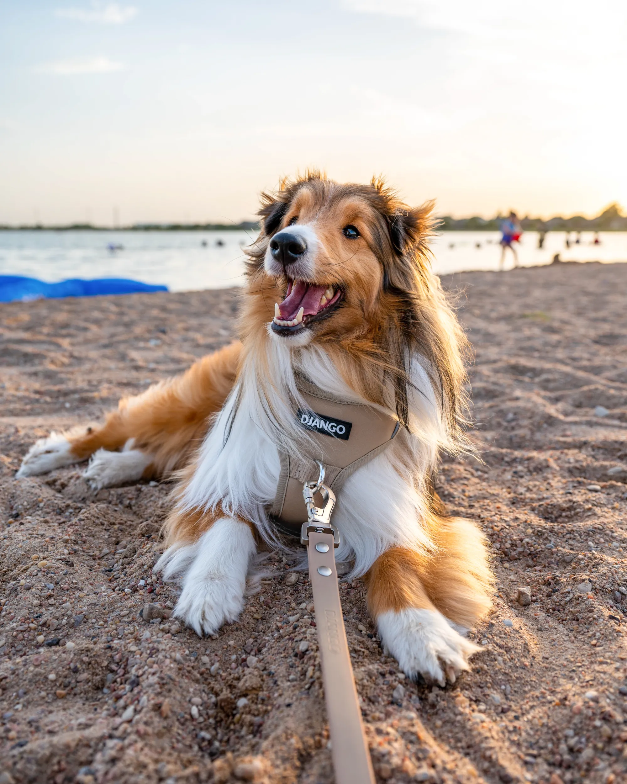 Tahoe No Pull Dog Harness