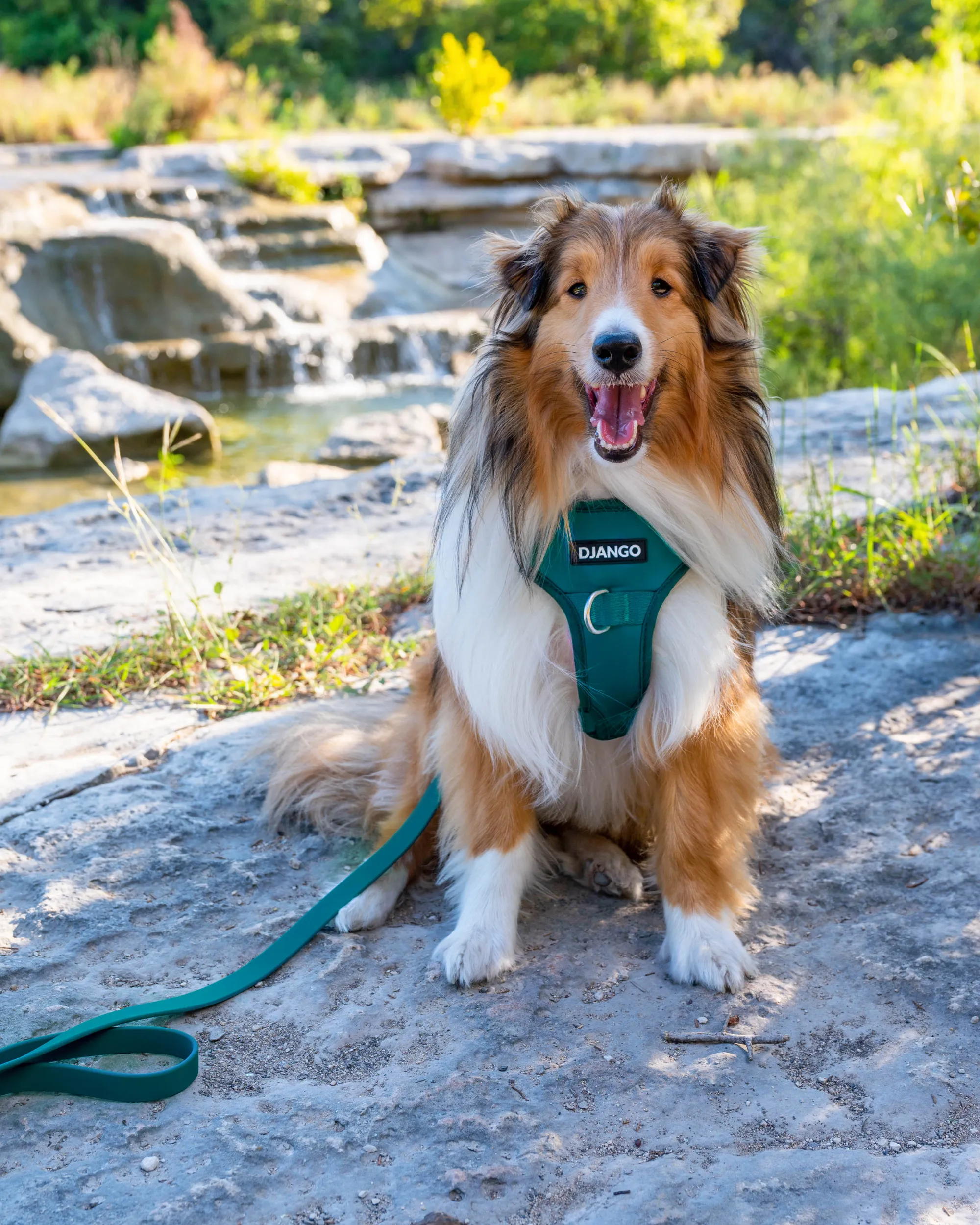 Tahoe No Pull Dog Harness