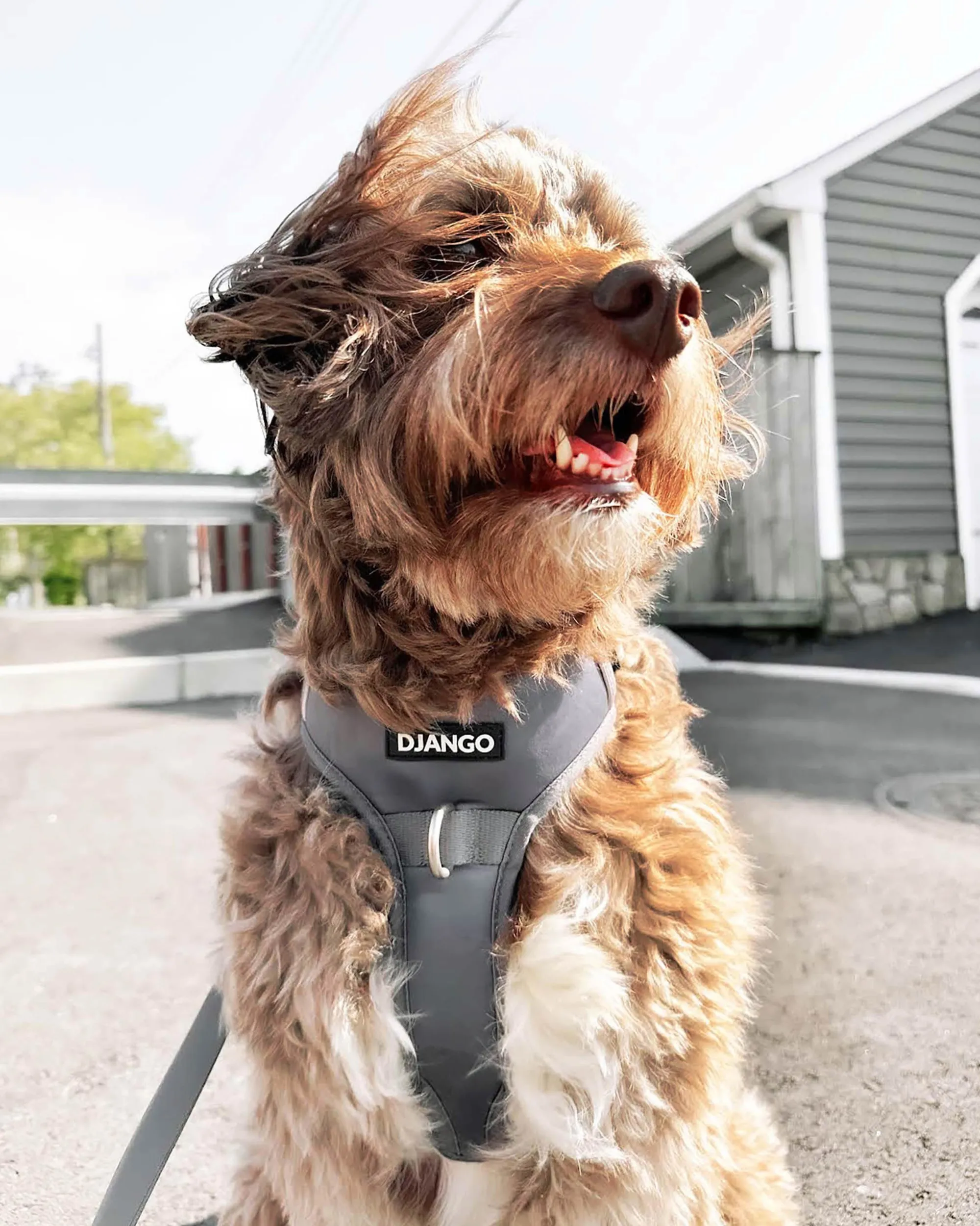 Tahoe No Pull Dog Harness