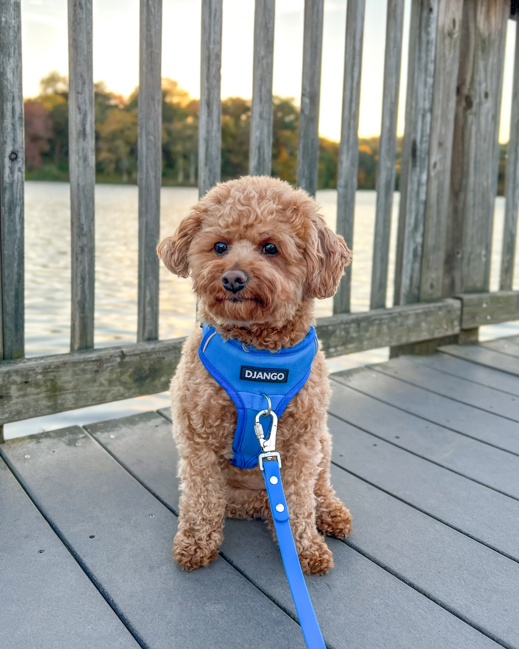 Tahoe No Pull Dog Harness