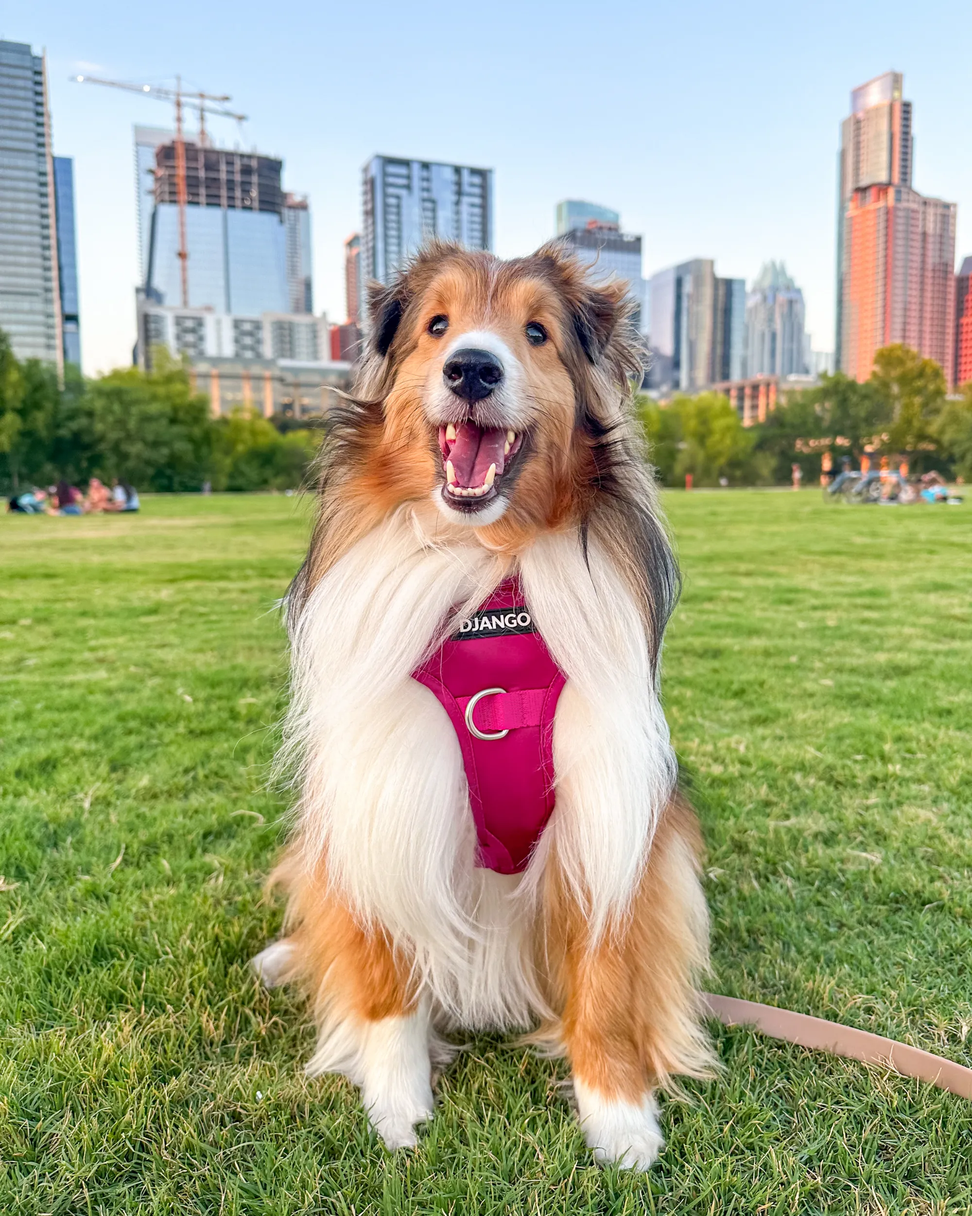 Tahoe No Pull Dog Harness