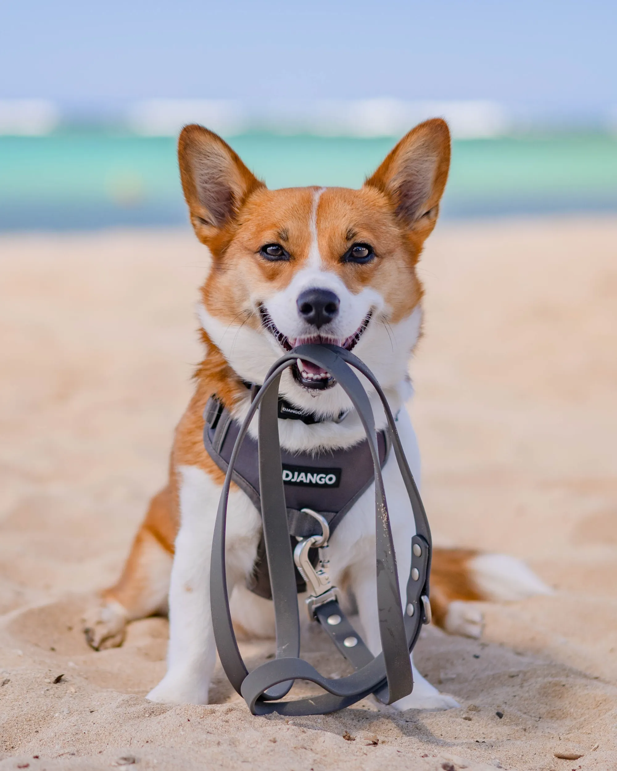 Tahoe No Pull Dog Harness