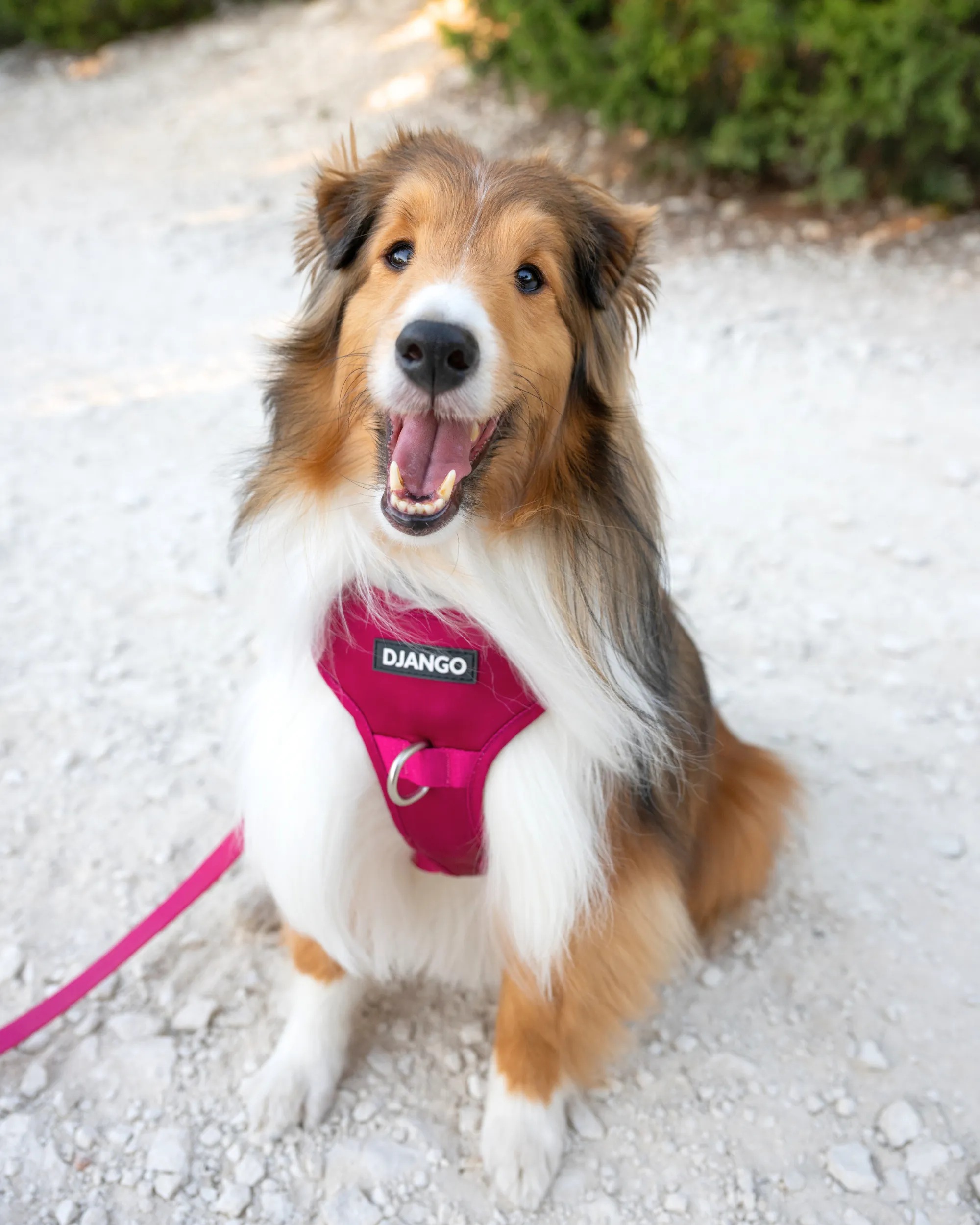 Tahoe No Pull Dog Harness