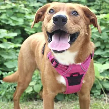 Venture Paw Pull Control Dog Harness (5 Colors)