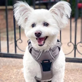Venture Paw Pull Control Dog Harness (5 Colors)