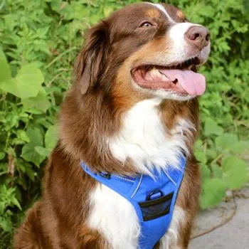 Venture Paw Pull Control Dog Harness (5 Colors)
