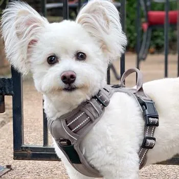 Venture Paw Pull Control Dog Harness (5 Colors)