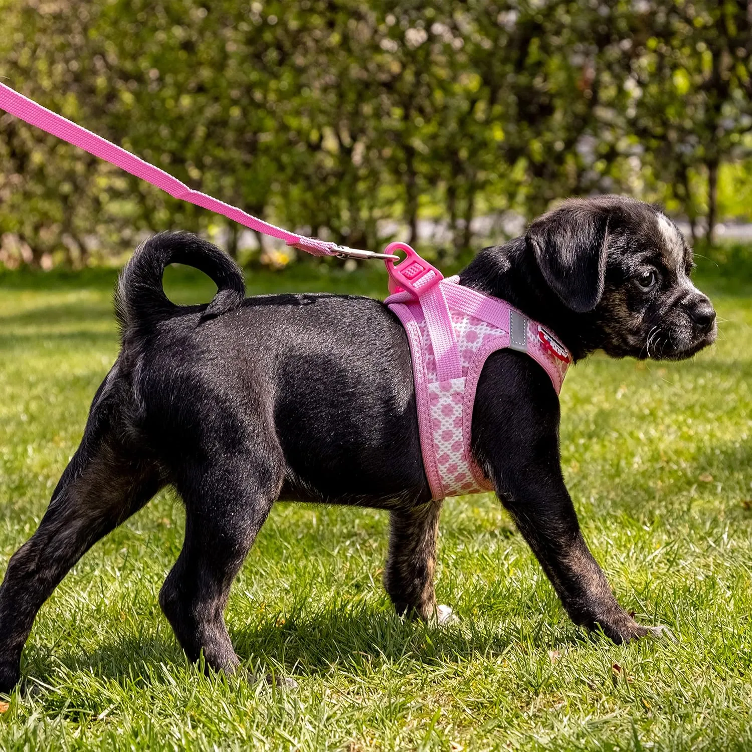 Vest Harness curli Clasp Air-Mesh Pink-Circles S & Leash M